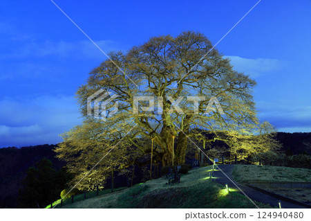 Daigo Sakura 8920 124940480