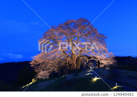 Daigozakura 8927- 124940481