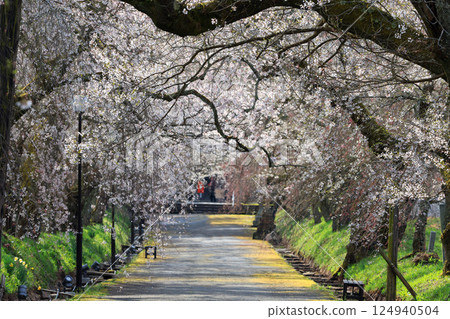 德草垂枝櫻花樹 9074 德草垂枝櫻花樹 9074 124940504