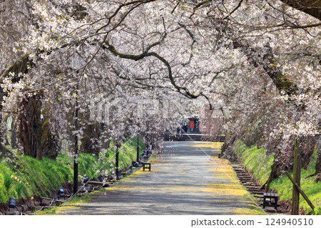 德草垂枝櫻花樹 9102 德草垂枝櫻花樹 9102 124940510