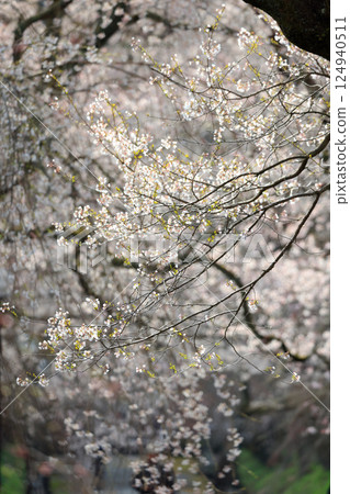 德草垂枝櫻花 9107 124940511