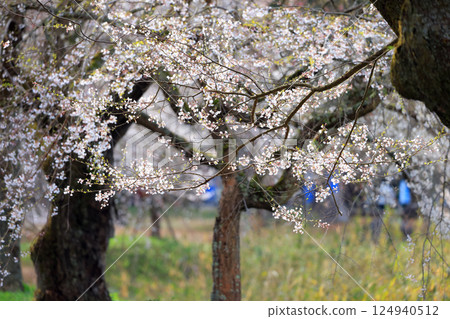 Tokusa weeping cherry tree 9109 124940512