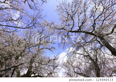 德草垂枝櫻花樹 9116 德草垂枝櫻花樹 9116 124940513