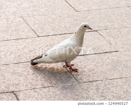white dove 124940527