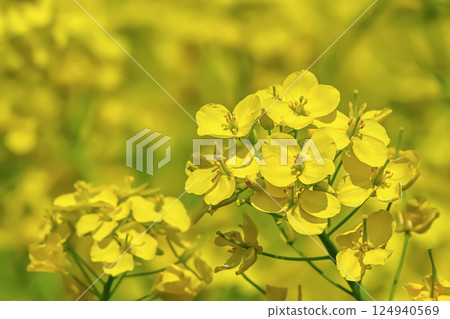 Rape blossoms 124940569