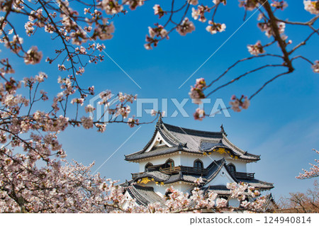 Sakura at Hikone Castle Sakura at Hikone Castle 124940814