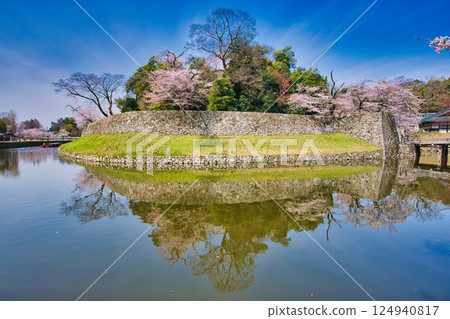 Sakura at Hikone Castle 124940817