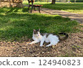 一隻貓在德國羅滕堡的公園休息 124940823