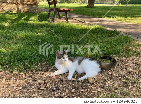 一隻貓在德國羅滕堡的公園休息 一隻貓在德國羅滕堡的公園休息 124940823