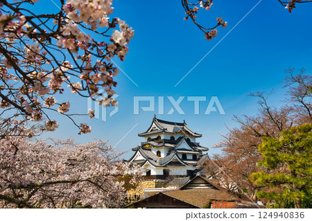 Sakura at Hikone Castle Sakura at Hikone Castle 124940836