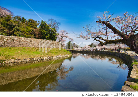 Sakura at Hikone Castle 124940842
