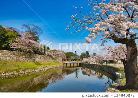 Sakura at Hikone Castle 124940872