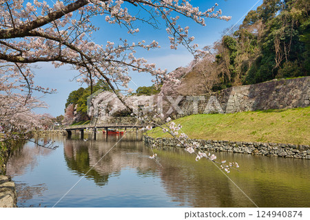 Sakura at Hikone Castle Sakura at Hikone Castle 124940874