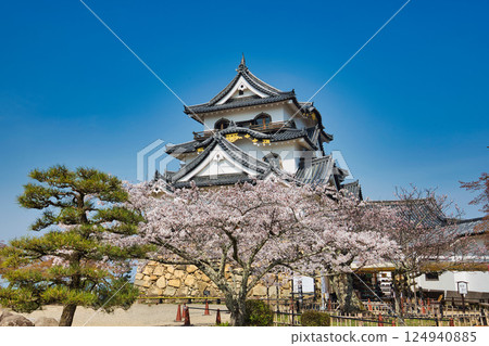 Sakura at Hikone Castle Sakura at Hikone Castle 124940885
