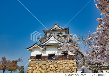 Sakura at Hikone Castle Sakura at Hikone Castle 124940886