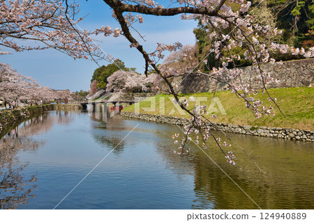 Sakura at Hikone Castle Sakura at Hikone Castle 124940889