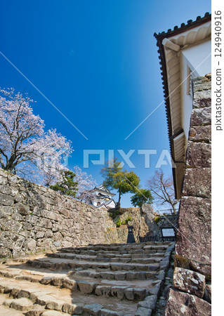 Sakura at Hikone Castle 124940916