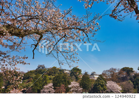 Sakura at Hikone Castle 124940922