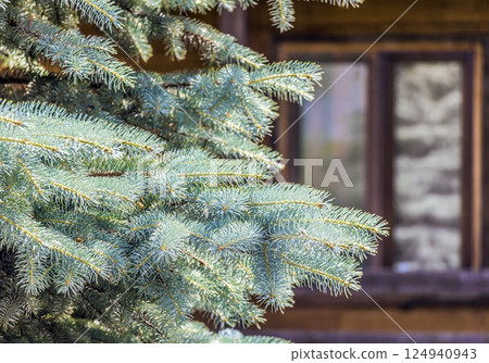 Spruce in the yard Spruce in the yard 124940943