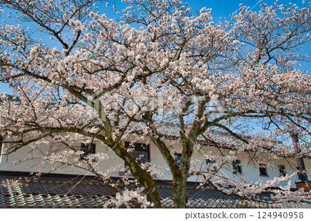 Sakura at Hikone Castle 124940958