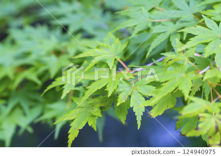 Summer maple 124940975