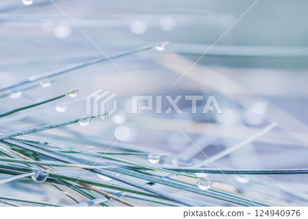 Soft focus ornamental grass Blue Fescue Festuca glauca with water drop. Blurred background Soft focus ornamental grass Blue Fescue Festuca glauca with water drop. Blurred background 124940976