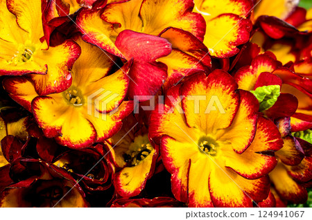 Vivid red Primula Bloom with Dew Drops 124941067