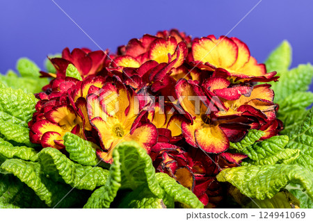 Cheerful Red and Yellow Primrose Bloom Against Deep Blue 124941069