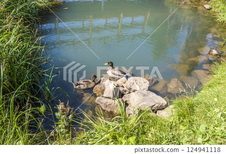 Duck in the pond 124941118