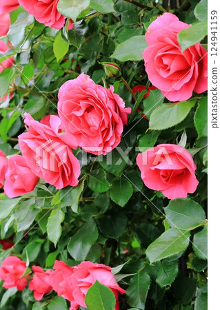 盛開的玫瑰 124941159