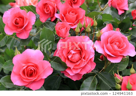 Rose in full bloom 124941163