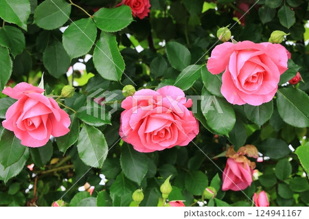 盛開的玫瑰 124941167