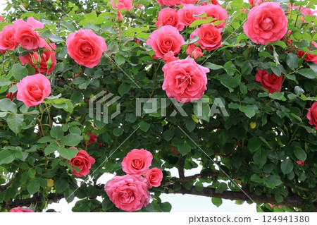 Climbing roses in full bloom Climbing roses in full bloom 124941380