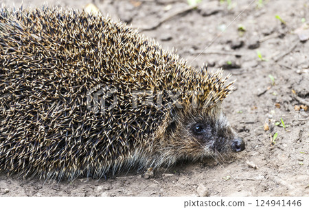 Forest hedgehog on the road Forest hedgehog on the road 124941446