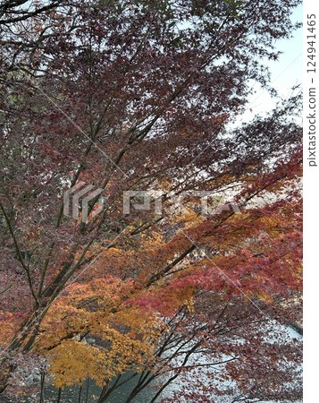 Autumn leaves 124941465