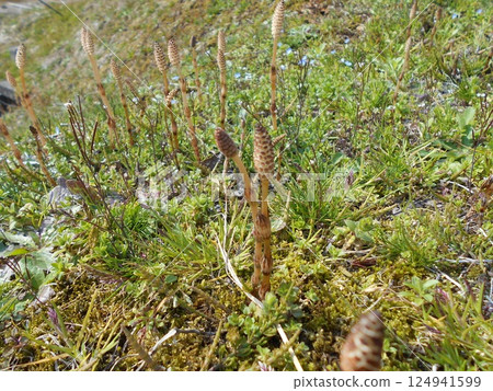 隨著春天的到來，馬尾草紛紛出現。 124941599