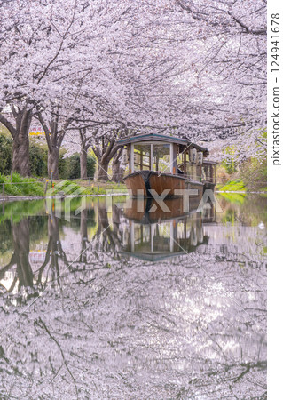 京都：伏見十石船和盛開的櫻花 124941678