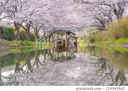 Kyoto: Fushimi Jikkokubune boats and cherry blossoms in full bloom Kyoto: Fushimi Jikkokubune boats and cherry blossoms in full bloom 124941682