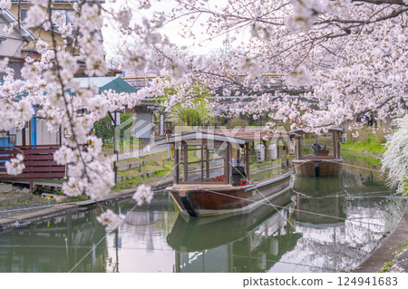 Kyoto: Fushimi Jikkokubune boats and cherry blossoms in full bloom Kyoto: Fushimi Jikkokubune boats and cherry blossoms in full bloom 124941683