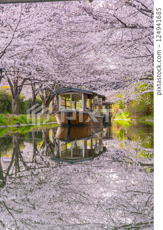 京都:伏見十石船和盛開的櫻花 京都:伏見十石船和盛開的櫻花 124941685