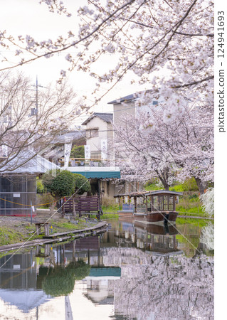 Kyoto: Fushimi Jikkokubune boats and cherry blossoms in full bloom 124941693