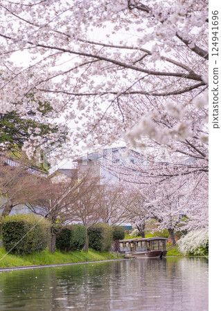 Kyoto: Fushimi Jikkokubune boats and cherry blossoms in full bloom Kyoto: Fushimi Jikkokubune boats and cherry blossoms in full bloom 124941696