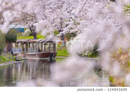 京都：伏見十石船和盛開的櫻花 124941699