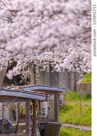 京都：伏見十石船和盛開的櫻花 124941713