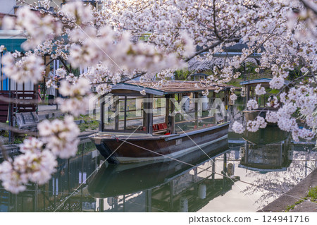 京都：伏見十石船和盛開的櫻花 124941716