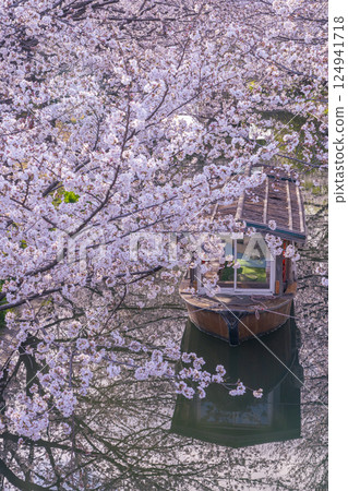 京都：伏見十石船和盛開的櫻花 124941718