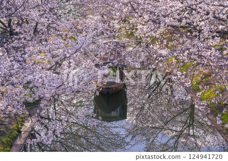 京都：伏見十石船和盛開的櫻花 124941720