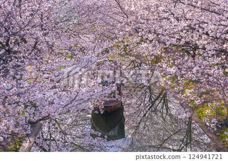 京都:伏見十石船和盛開的櫻花 京都:伏見十石船和盛開的櫻花 124941721