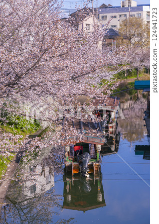 京都：伏見十石船和盛開的櫻花 124941723