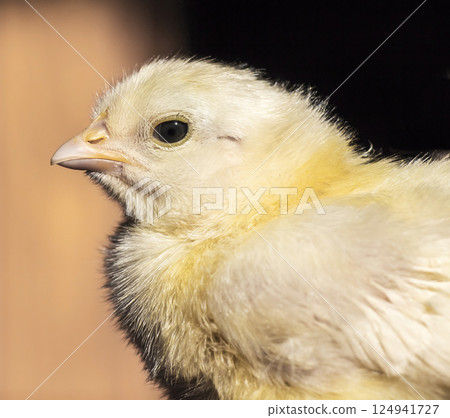 small chicken small chicken 124941727